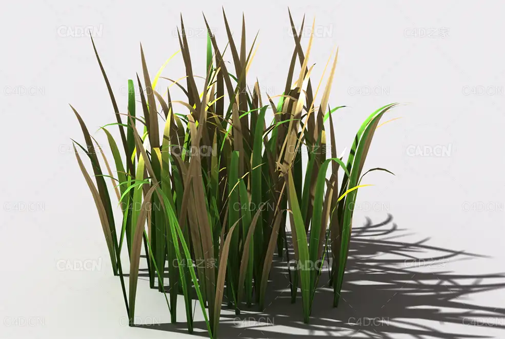 野草植物C4D模型 wild-grass-e1 - C4D之家 - 138.jpg