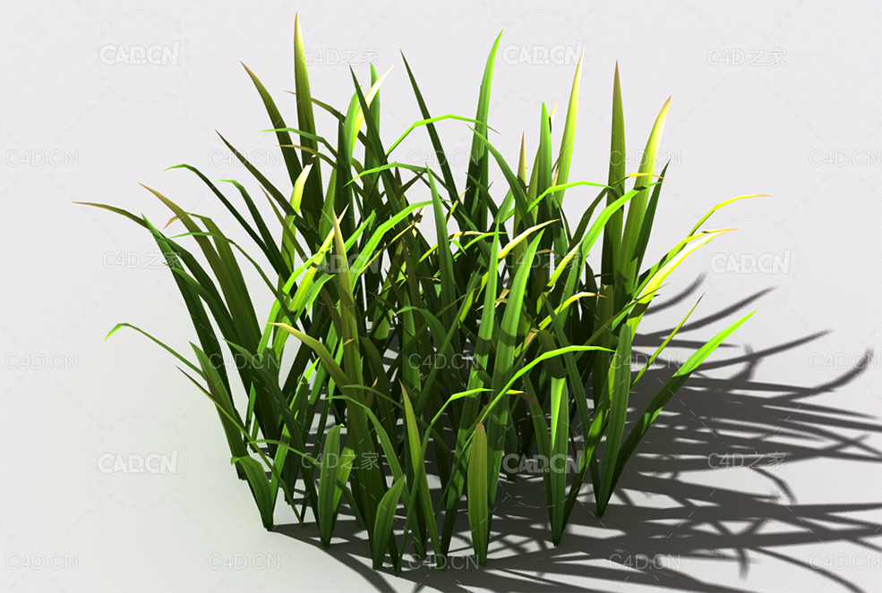 野草植物C4D模型 wild-grass-f1 - C4D之家 - 141.jpg