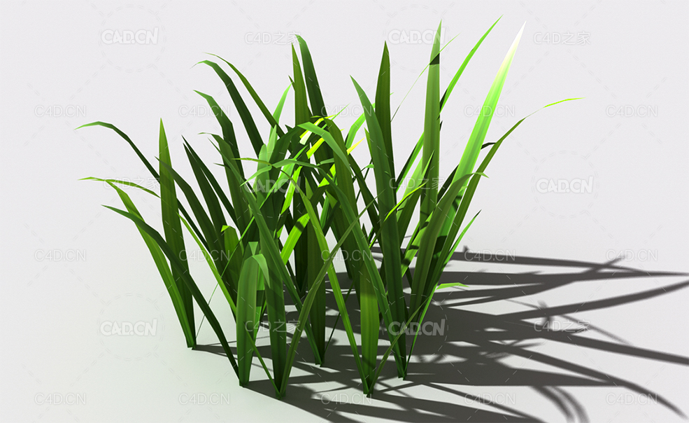 野草植物C4D模型 wild-grass-i2 - C4D之家 - 146.jpg