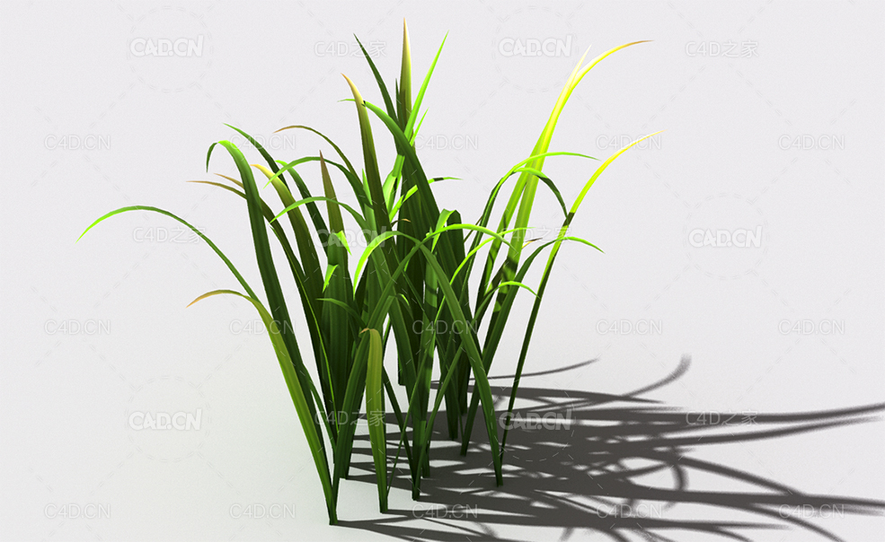 野草植物C4D模型 wild-grass-j2 - C4D之家 - 148.jpg