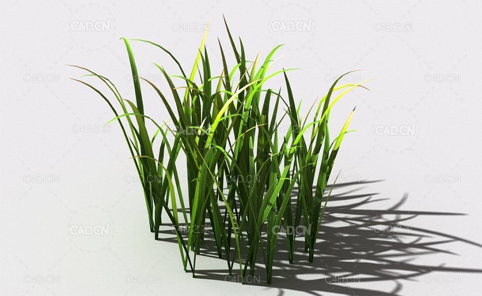 野草植物C4D模型 wild-grass-l1 - C4D之家 - 152.jpg
