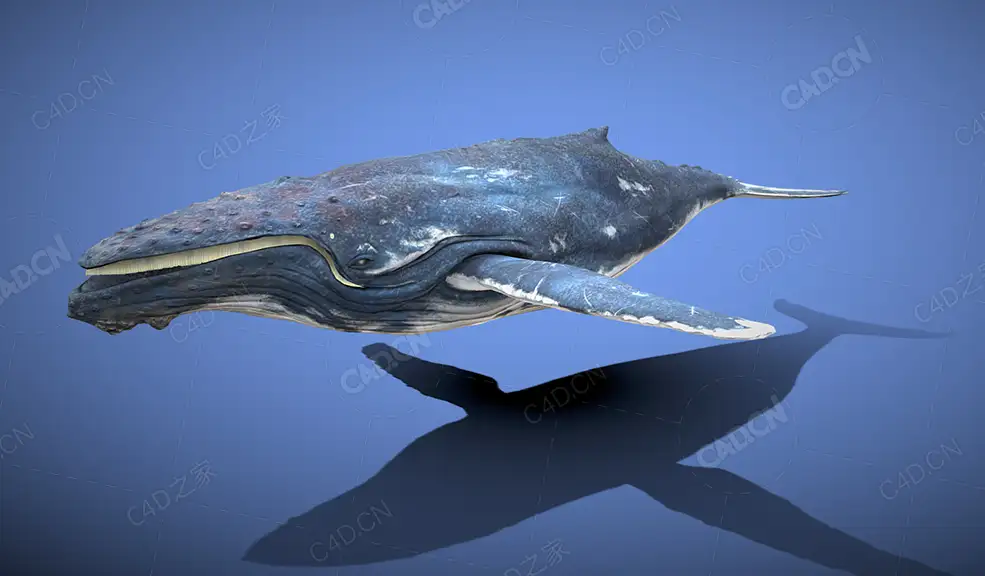 逼真的须鲸 realistic-baleen-whale
