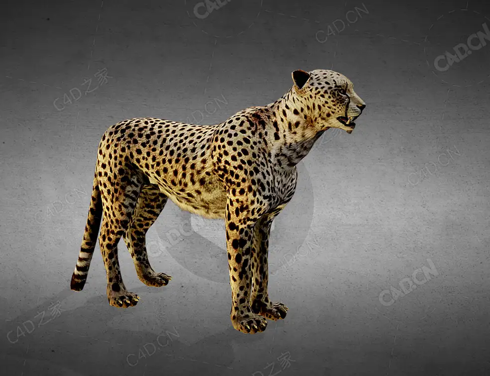 猎豹赛跑 cheetah-running - C4D之家 - 5.jpg