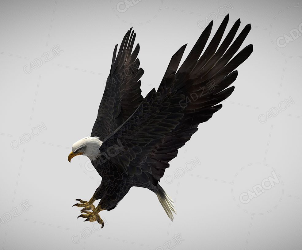 白头鹰飞翔的老鹰动画 landing-eagle-with-animations