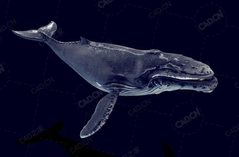座头鲸 humpback-whale