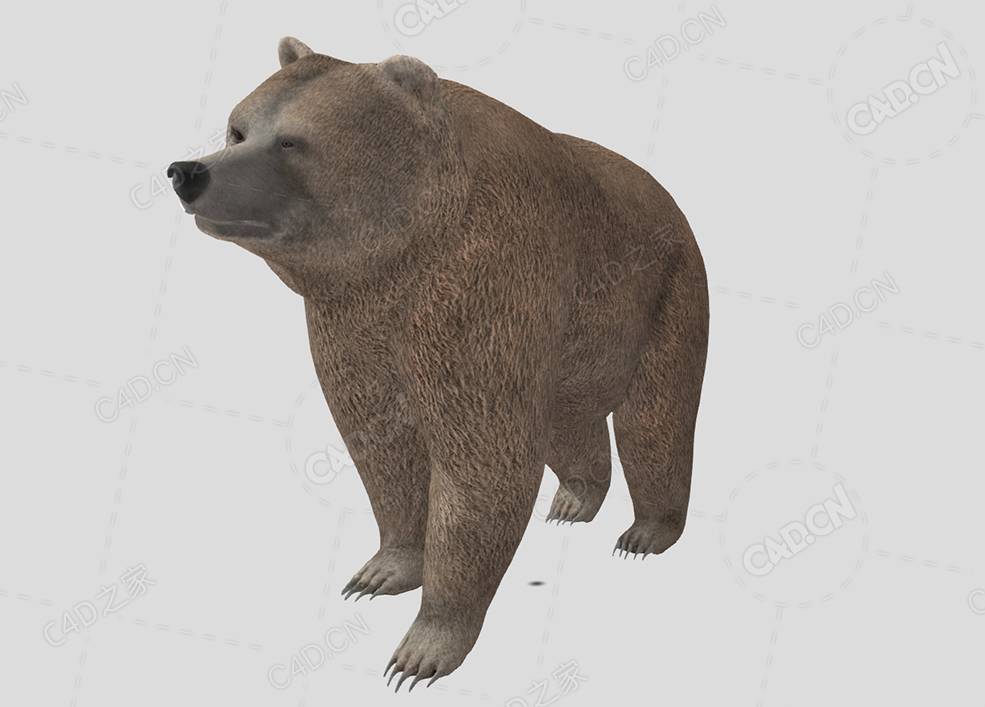 大棕熊 bear