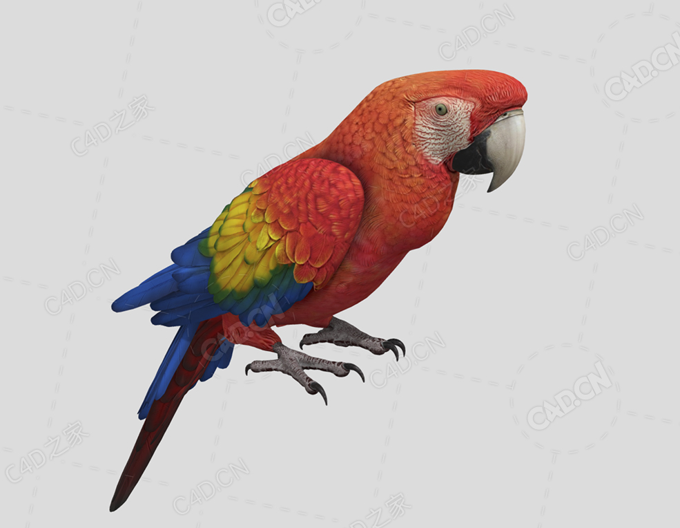 鹦鹉 parrot