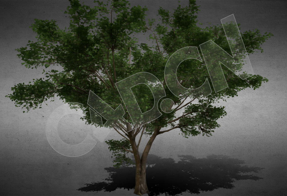 美国榆树植物模型