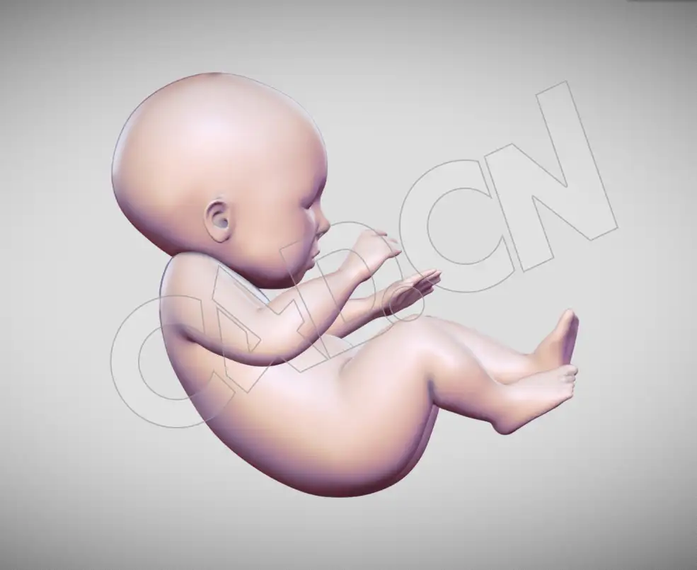 婴儿baby胎儿幼儿小孩模型