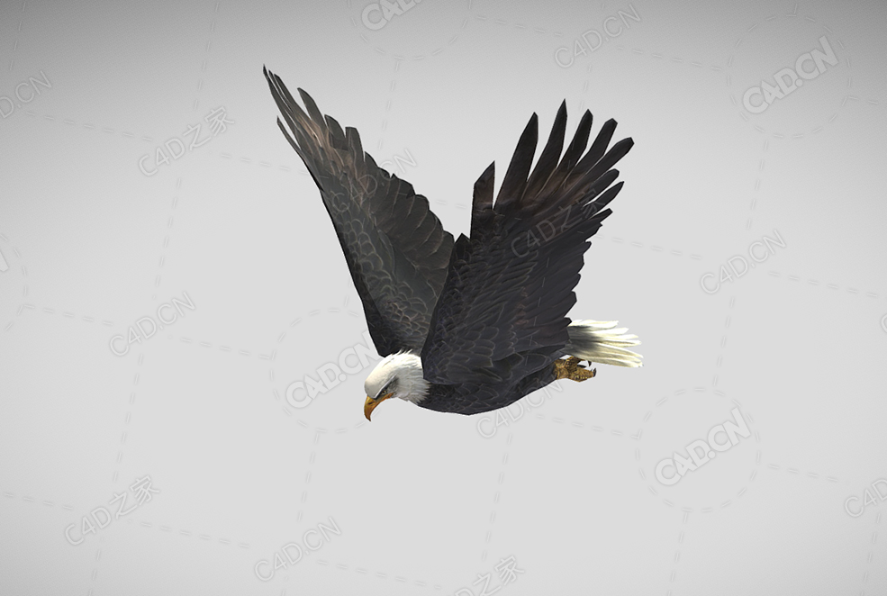 扑翼鹰老鹰动画 flapping-eagle