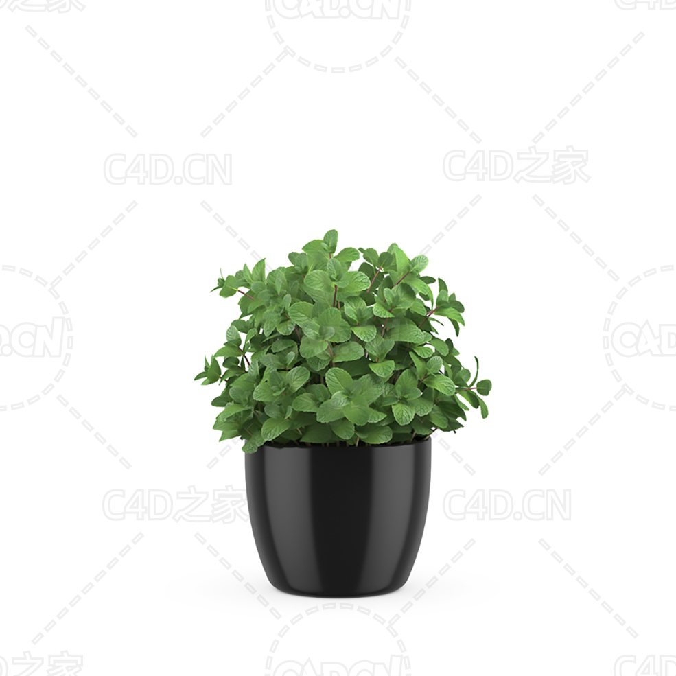 薄荷盆栽 Mint - C4D之家 - 25.jpg
