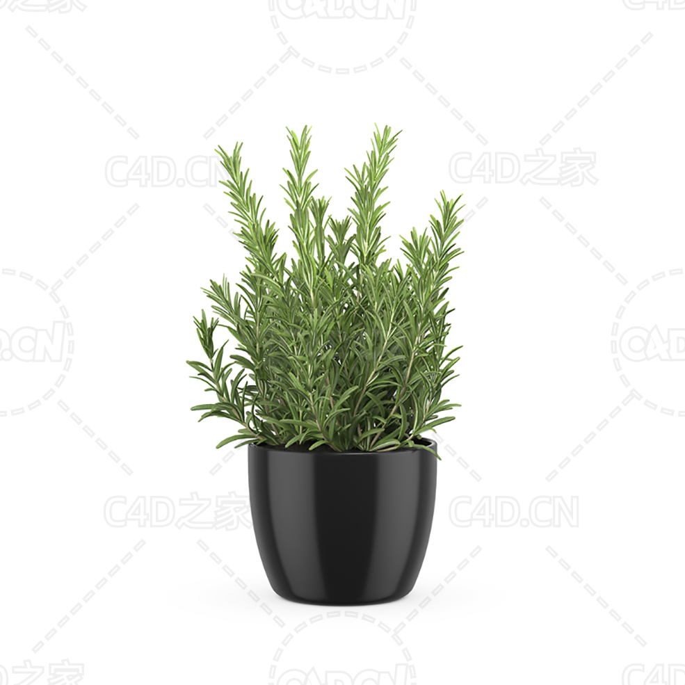 迷迭香盆栽 Rosemary - C4D之家 - 22.jpg