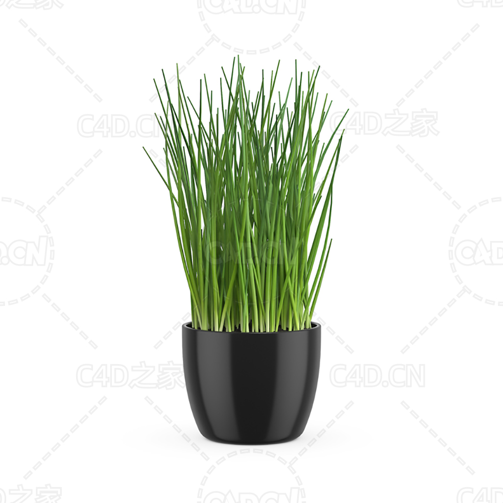 花盆里的香葱 Green onion - C4D之家 - 23.jpg