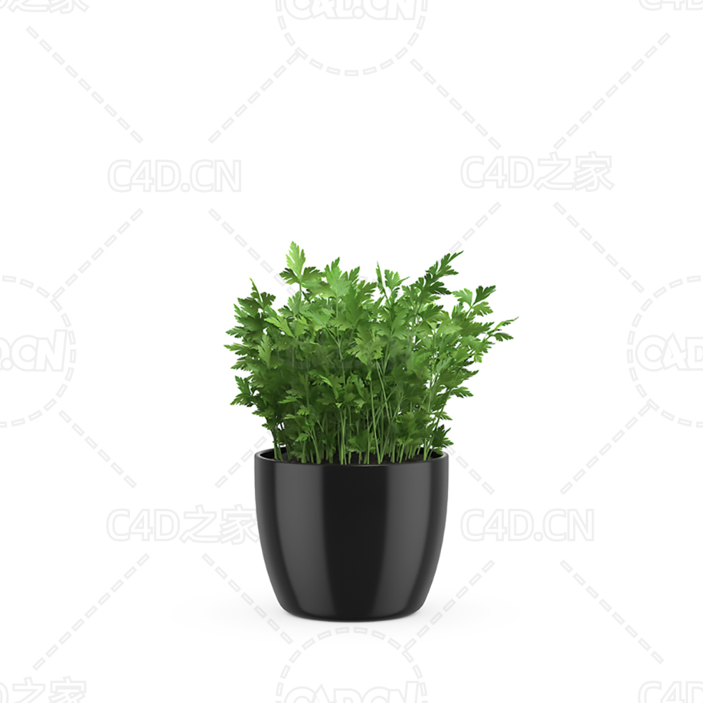芹菜西芹盆栽 Parsley - C4D之家 - 24.jpg