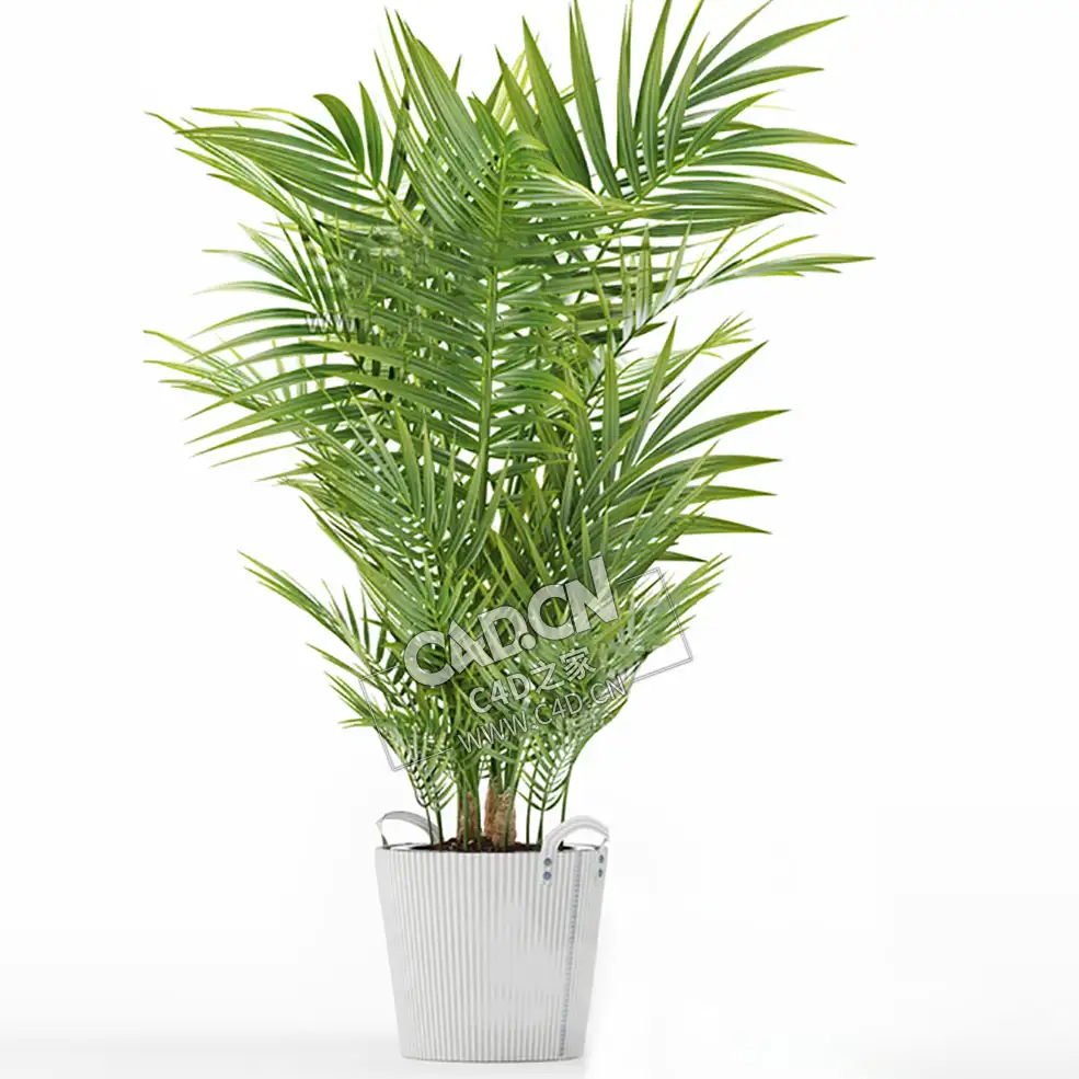 矮棕竹景观绿植盆栽模型Rhapis excelsa (Thunb.) Henry ex Rehd