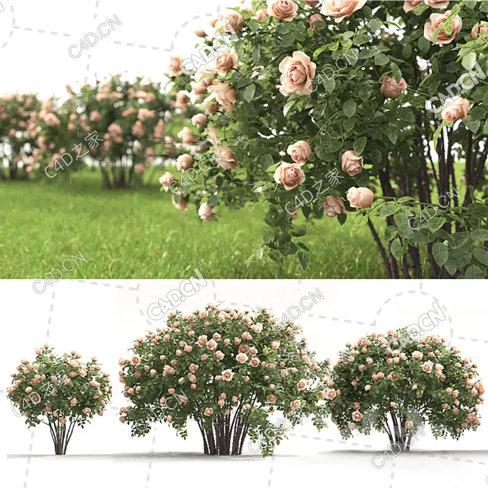 三棵不同花色的月季花卉植物模型