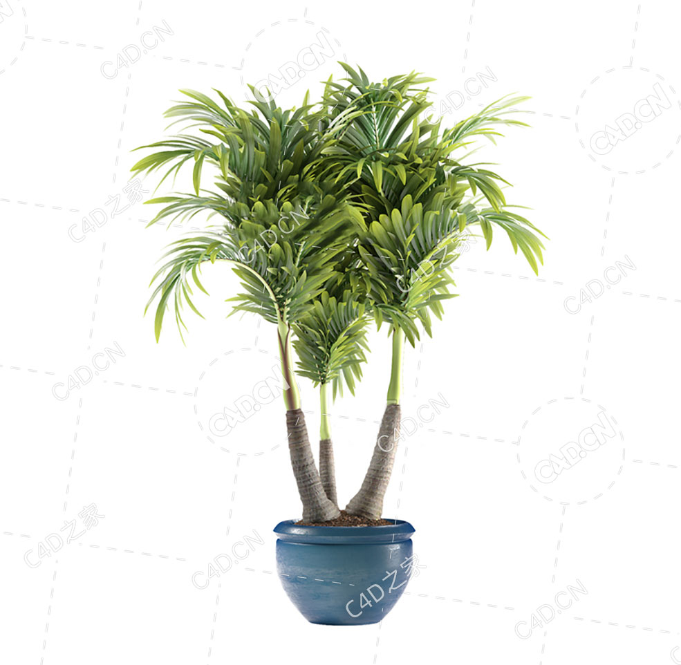 公司大厅绿色盆栽植物青棕模型三药槟榔绿植