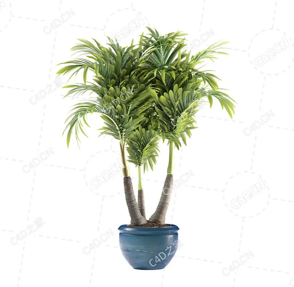 公司大厅绿色盆栽植物青棕模型三药槟榔绿植