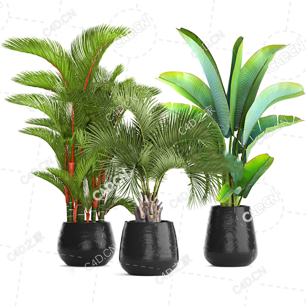 3盆室内热带景观植物散尾葵芭焦树盆栽绿植模型