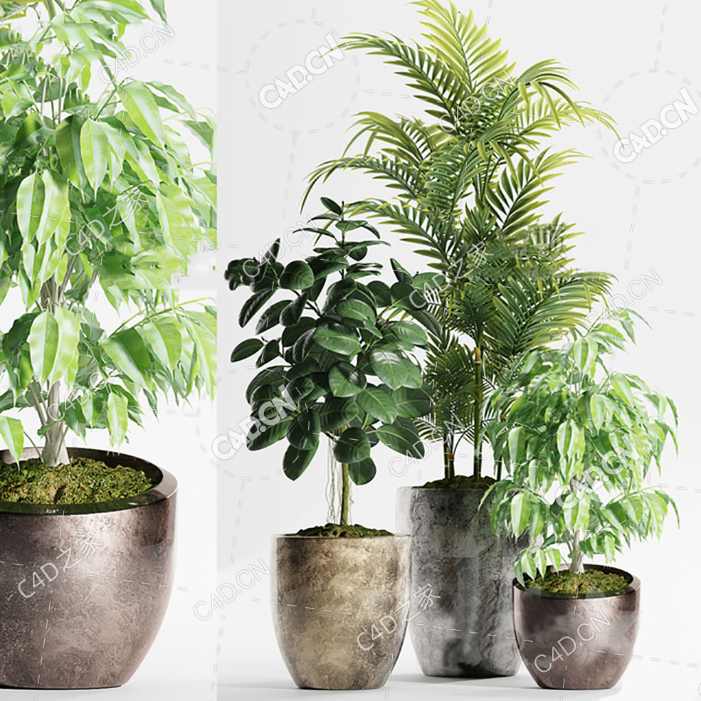 3盆大厅客厅植物盆栽模型散尾葵三药槟榔 - C4D之家 - 3d3-(83).jpg