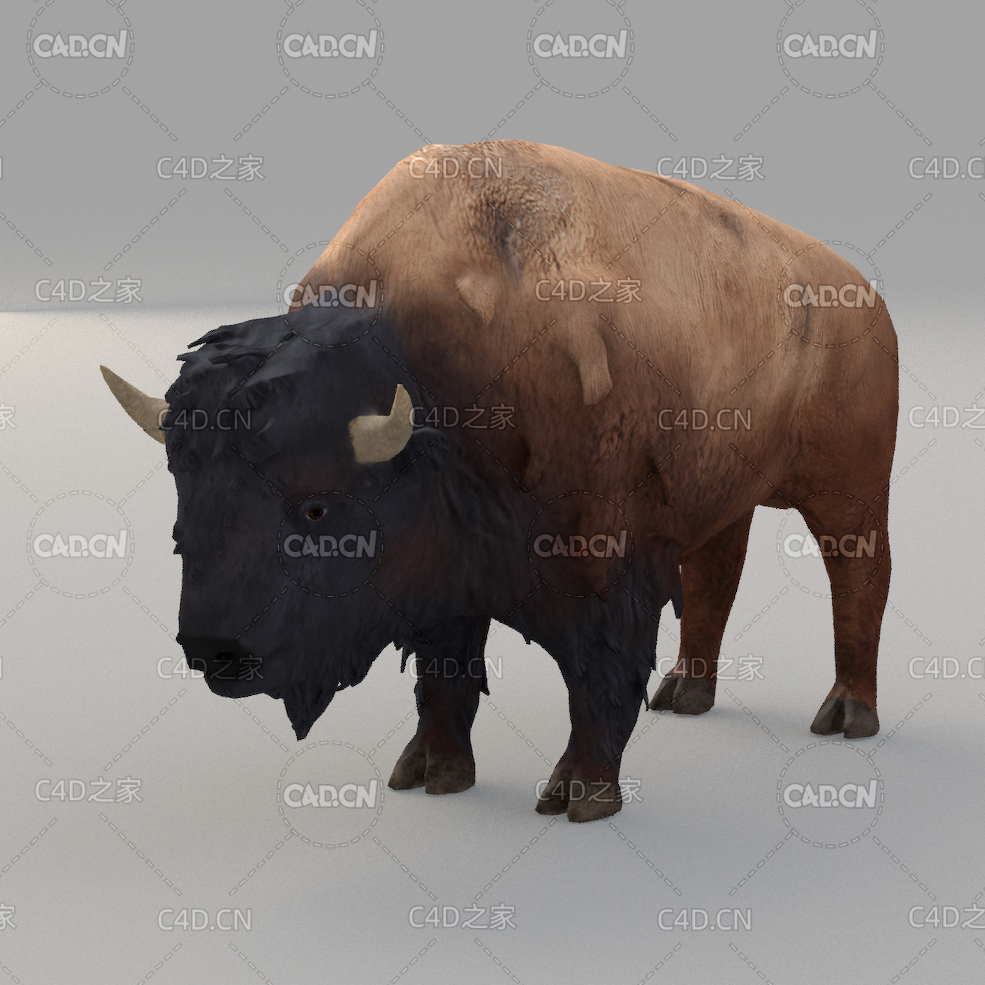 野牛牦牛 buffalo - C4D之家 - 02.jpg
