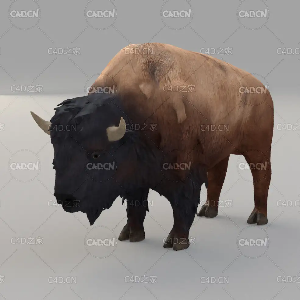 野牛牦牛 buffalo - C4D之家 - 02.jpg