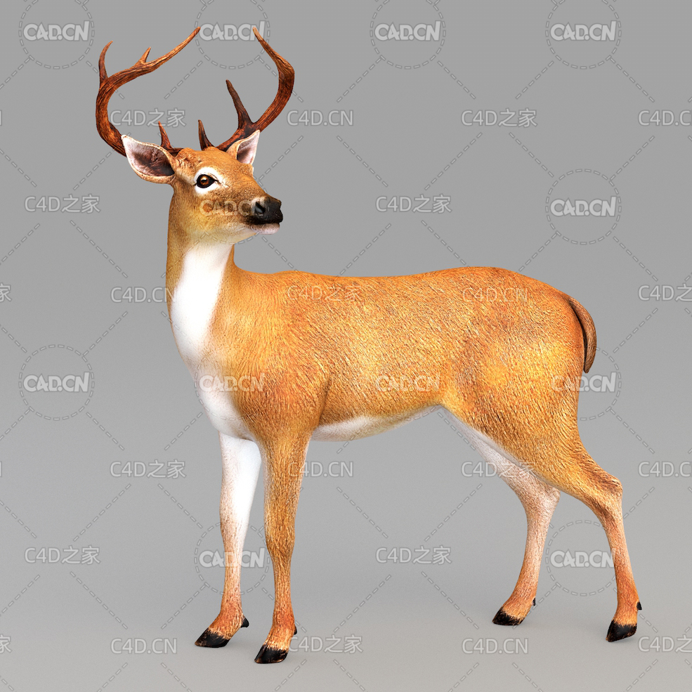 白尾鹿雄鹿 deer - C4D之家 - 05.jpg