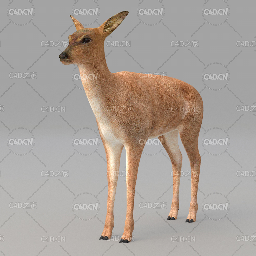 白尾鹿雌鹿 deer 2 - C4D之家 - 04.jpg
