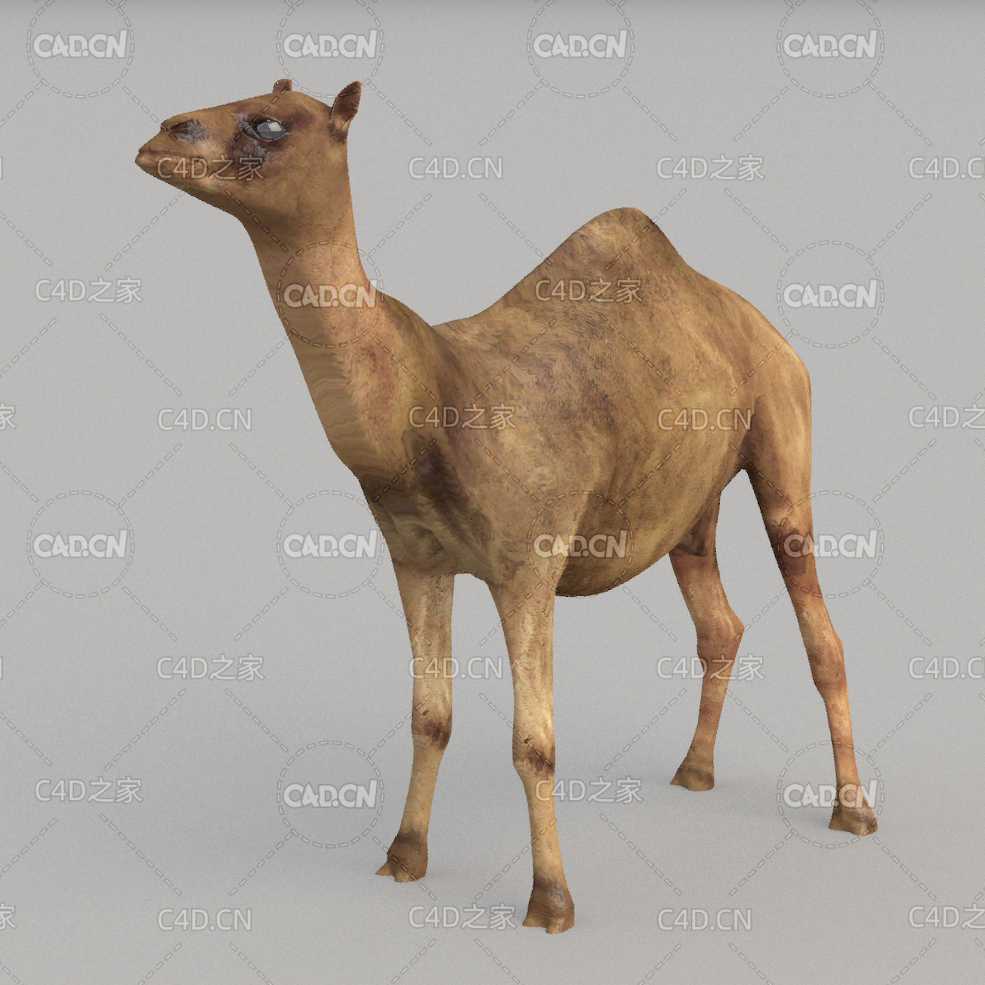 骆驼 camel - C4D之家 - 03.jpg