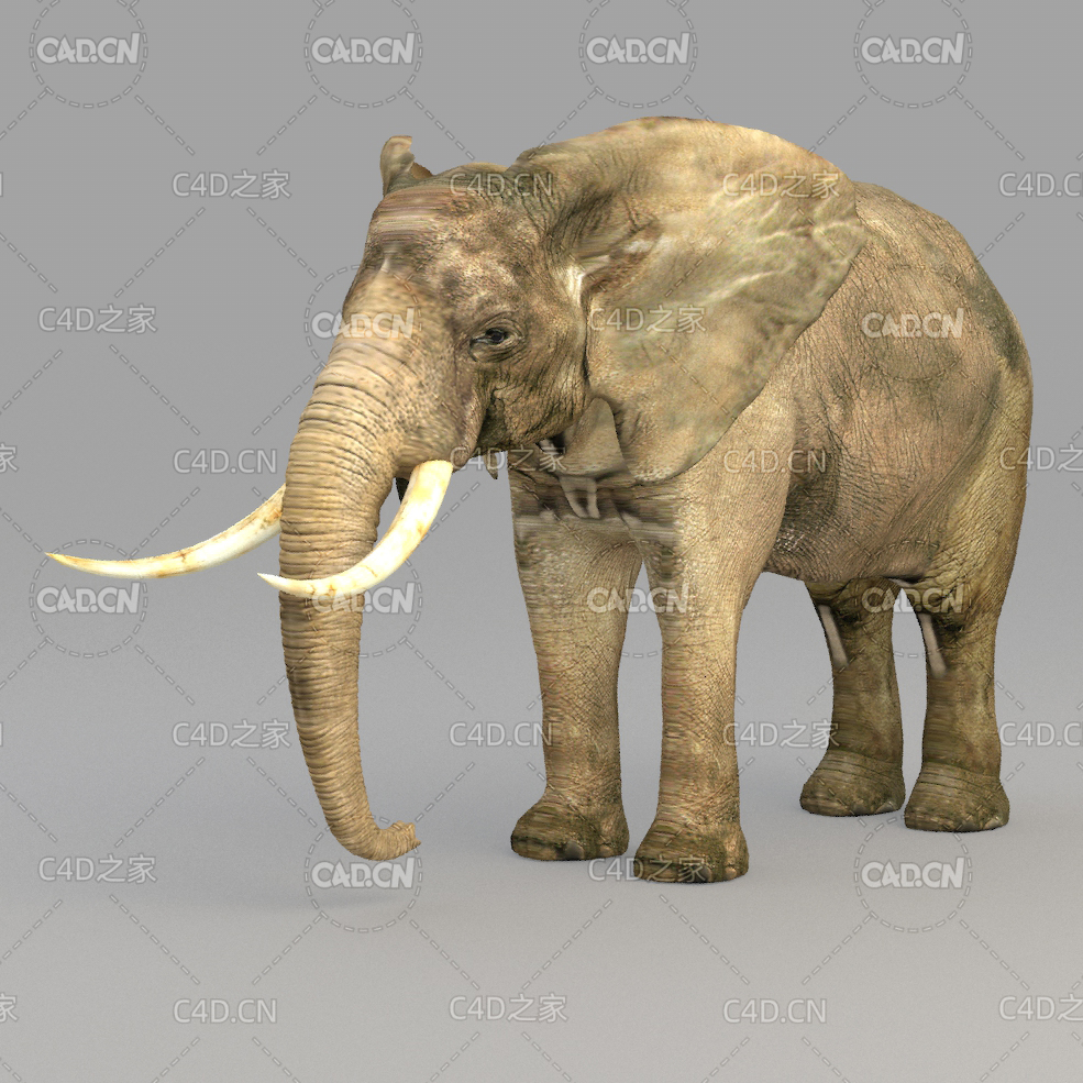 大象 elephant - C4D之家 - 07.jpg