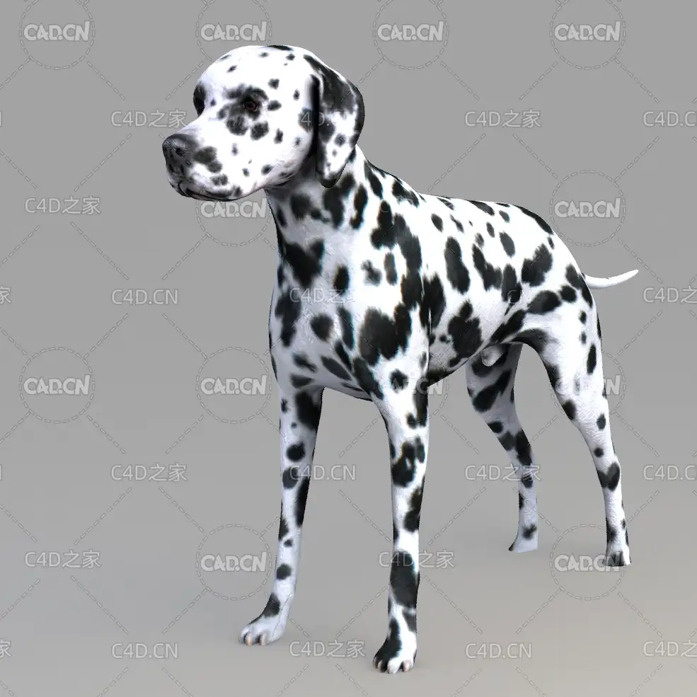 斑点狗 Dog_body - C4D之家 - 06.jpg