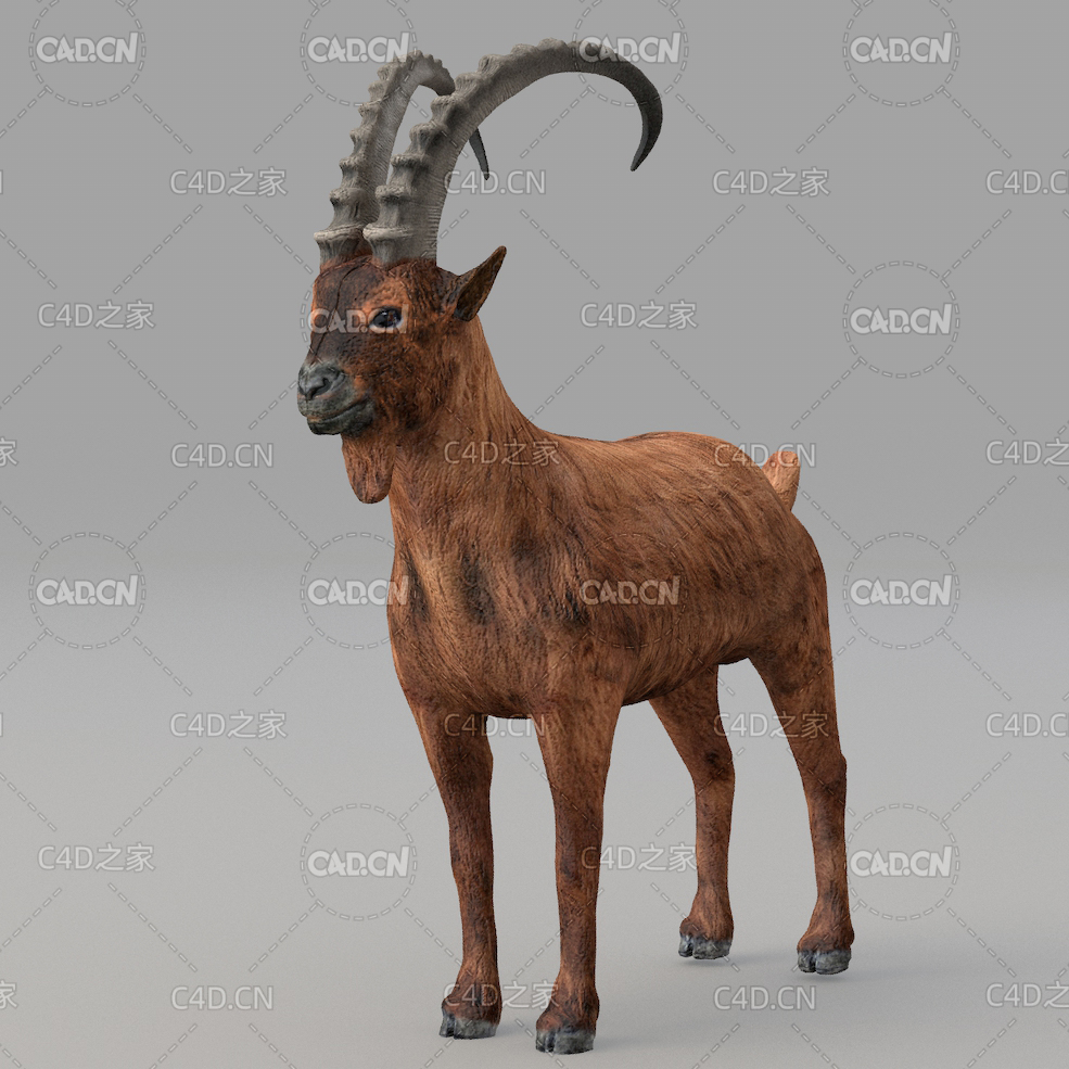 山羊 goat - C4D之家 - 10.jpg