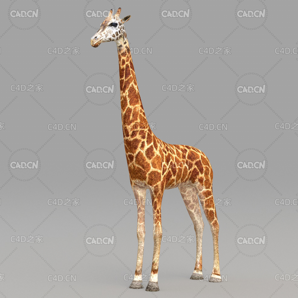 长颈鹿 giraffe - C4D之家 - 09.jpg