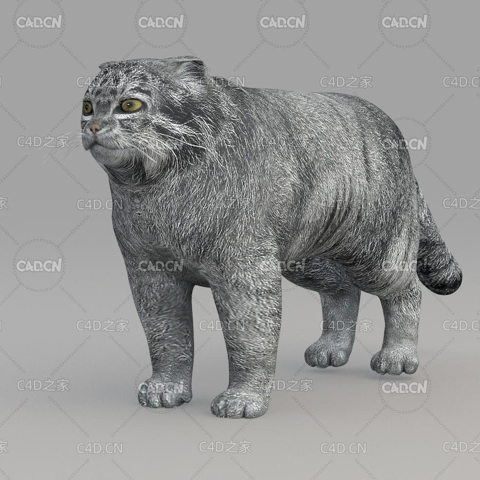 兔狲 fat cat - C4D之家 - 08.jpg