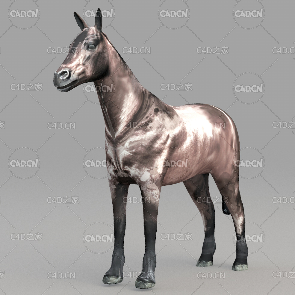 野马 Horse - C4D之家 - 11.jpg