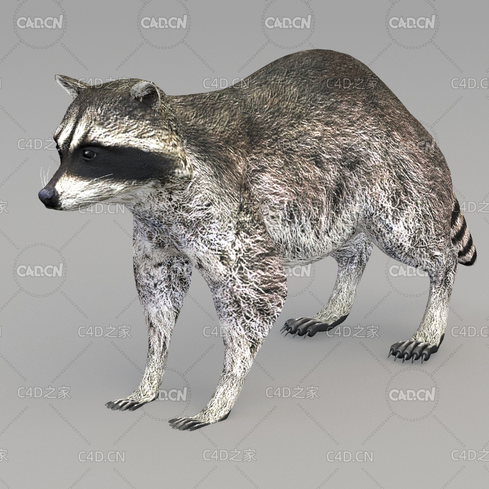 浣熊 racoon - C4D之家 - 15.jpg