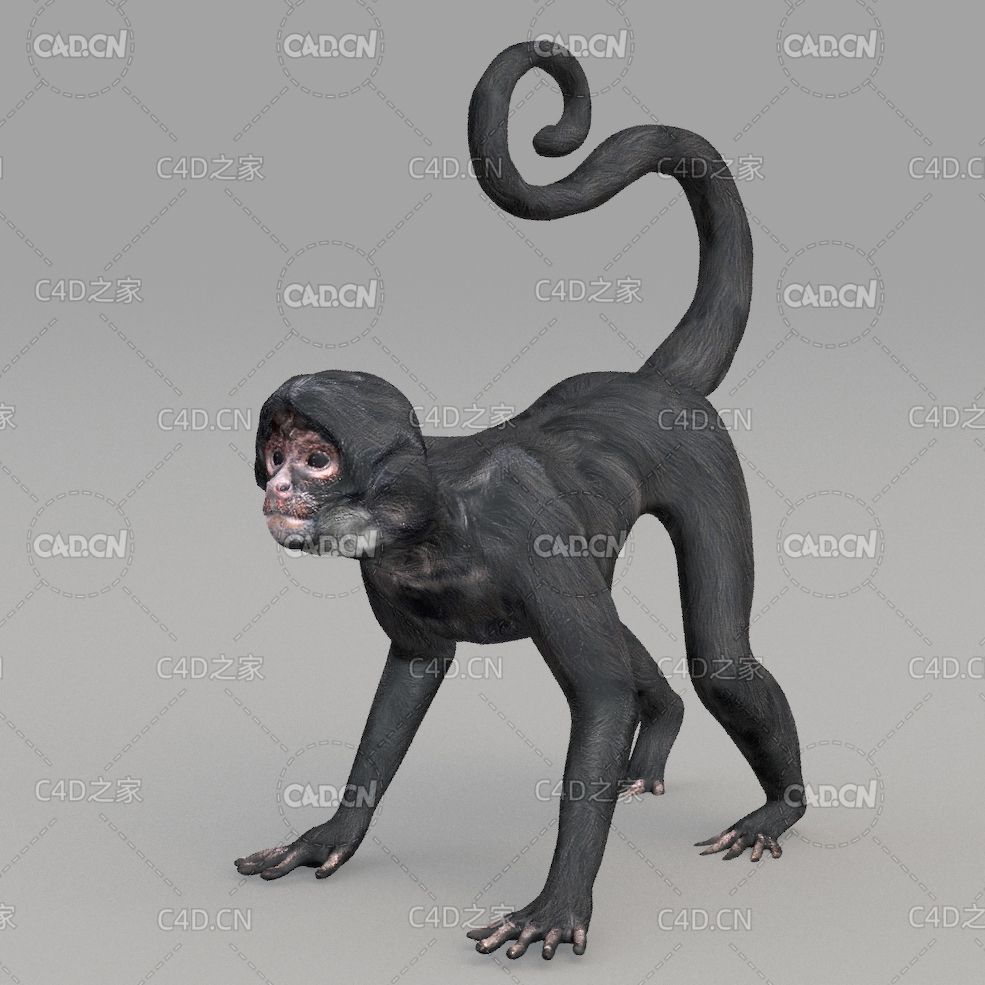 猴子 monkey - C4D之家 - 14.jpg