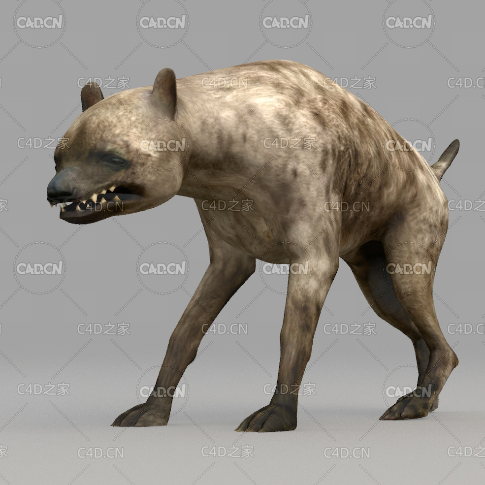 鬣狗 Hyna - C4D之家 - 12.jpg