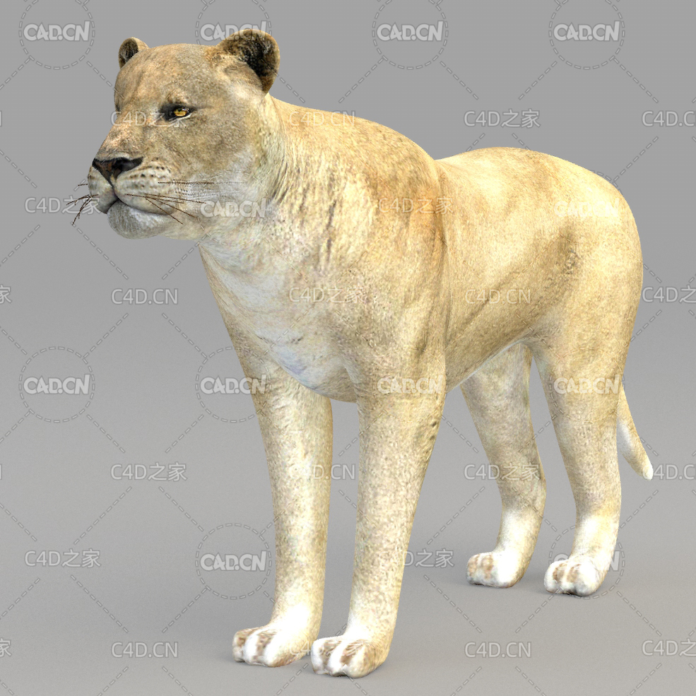 母狮子 lion - C4D之家 - 13.jpg