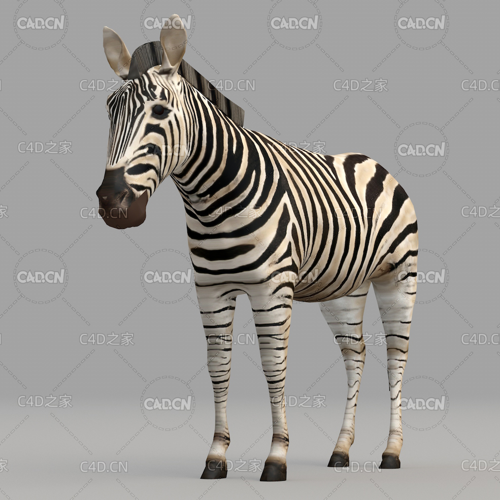 斑马 Zebra - C4D之家 - 19.jpg