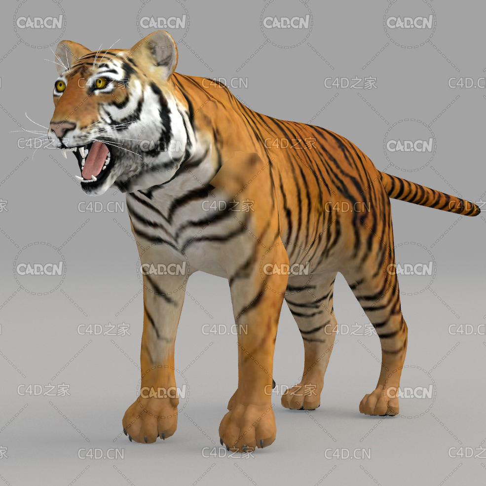 老虎 Tiger - C4D之家 - 17.jpg