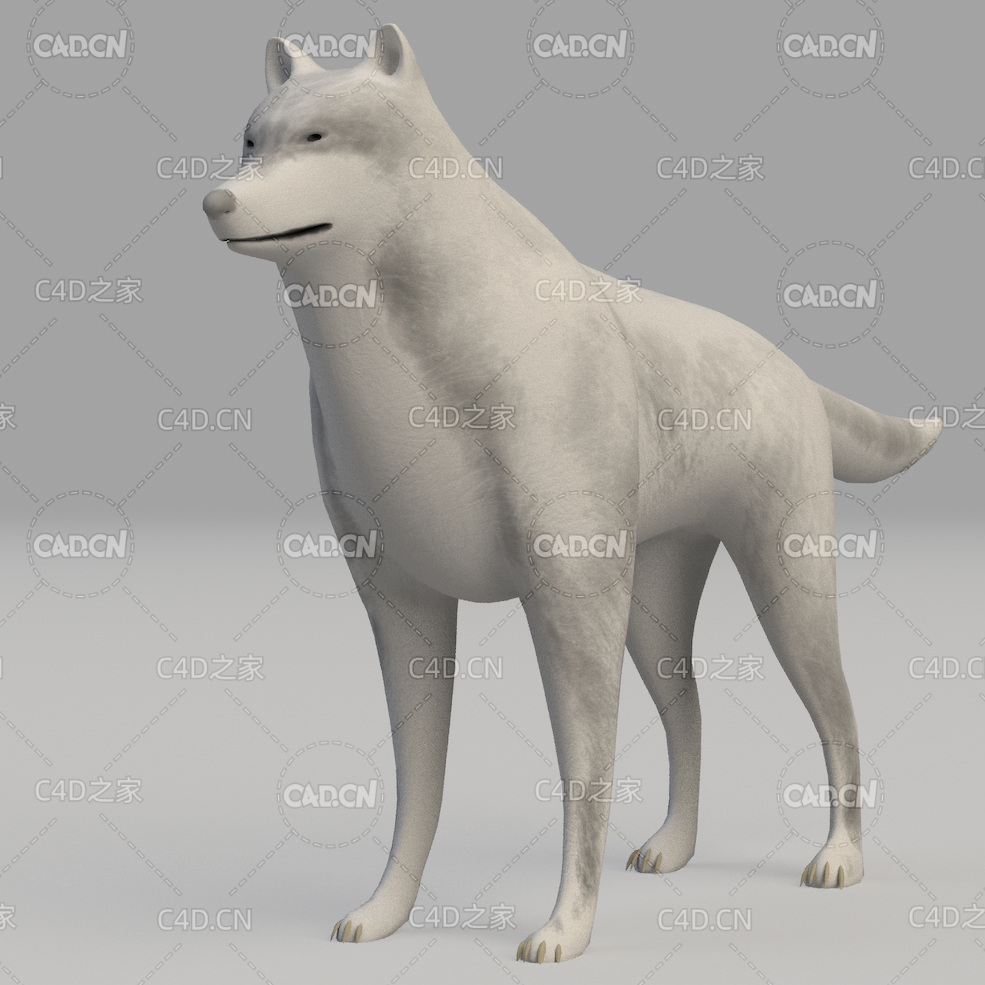 灰狼 wolf - C4D之家 - 18.jpg