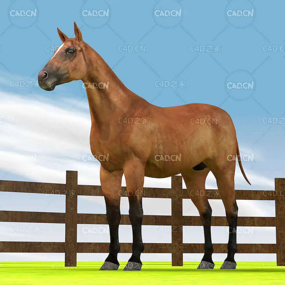 草原骏马绑定模型棕色马匹C4D模型horse