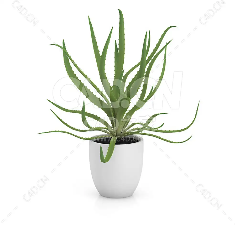 C4D芦荟办公室客厅盆栽绿植模型