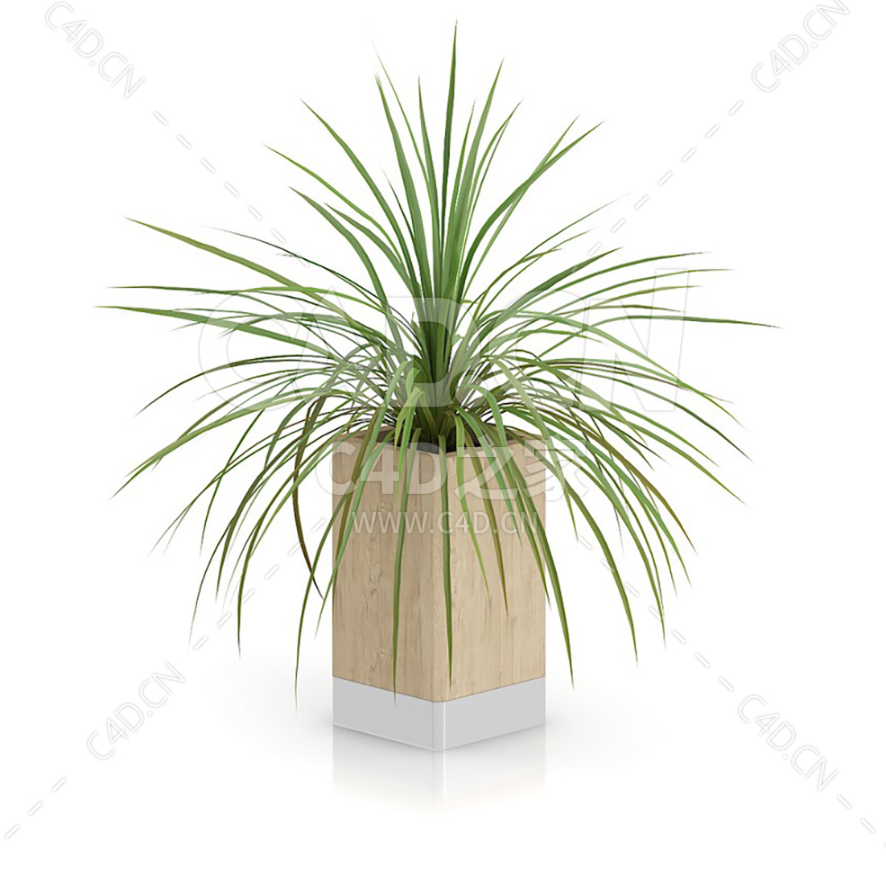 C4D酒瓶兰办公室客厅盆栽绿植模型