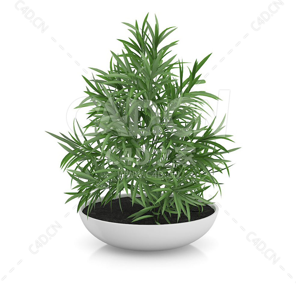 C4D袖珍椰子办公室客厅盆栽绿植模型