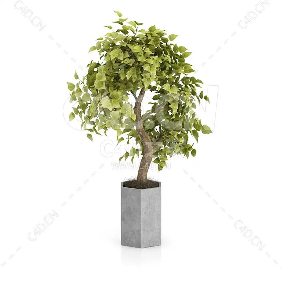 C4D垂叶榕榆树办公室客厅盆栽绿植模型 - C4D之家 - 18.jpg