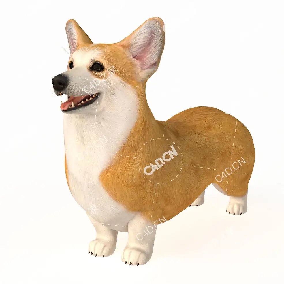 威尔士柯基犬小狗C4D模型 welshcorgi-dog