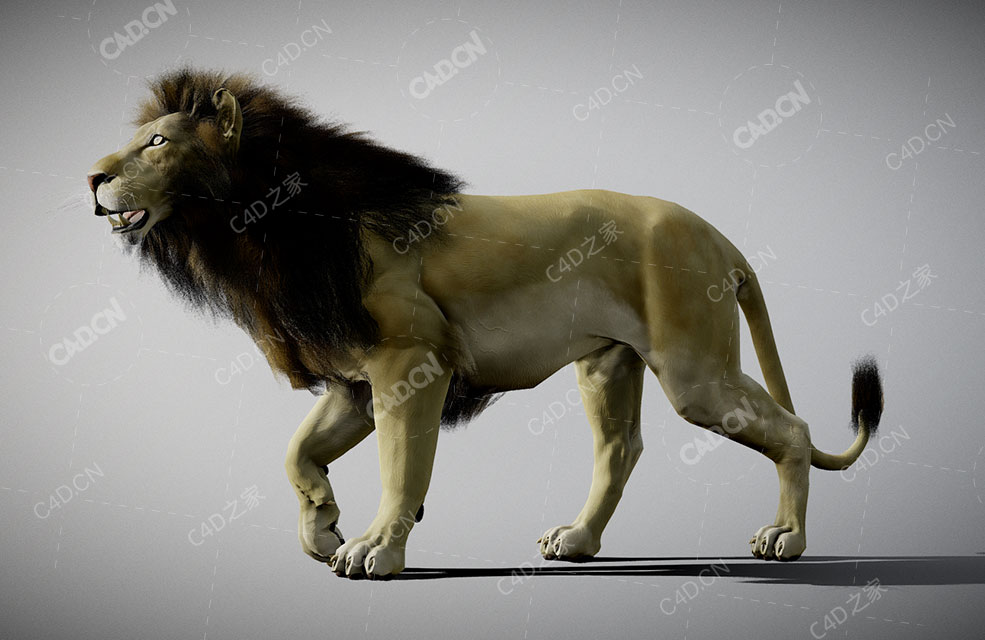行走的雄狮非洲狮C4D绑定模型 lion