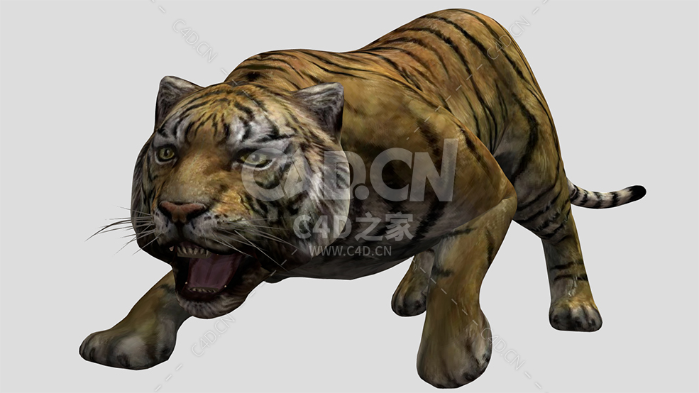 C4D孟加拉老虎动物模型tiger - C4D之家 - 04.jpg